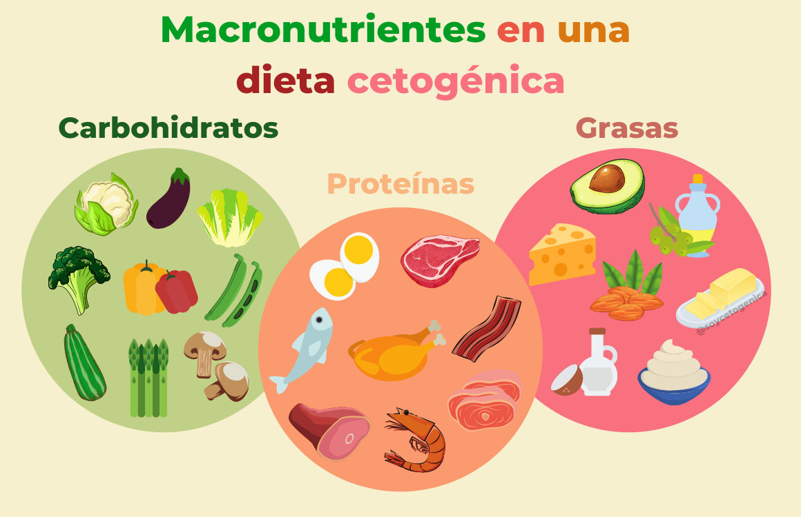Proporcion de carbohidratos proteinas y grasas
